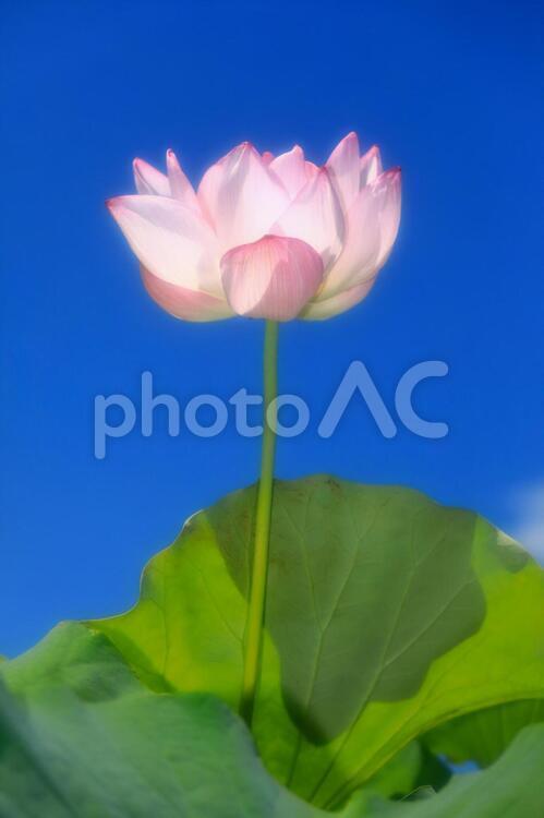 美しいハスの花_ソフトイメージ ハス,はす,蓮の写真素材