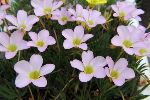 Photo, oxalis, a flower, bulbous plant, 