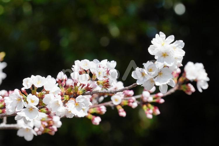 枝先のサクラの花 サクラ,花,植物の写真素材