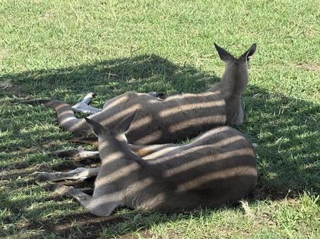 カンガルーのひと休み カンガルー,芝生,緑の写真素材