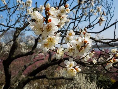 満開の梅の花 梅,白梅,花の写真素材