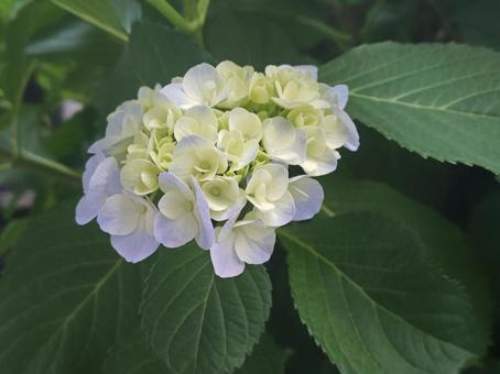 道端の紫陽花(あじさい) 道端の紫陽花(あじさい)の写真