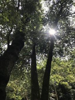 癒し 木々 太陽の光 パワーの写真