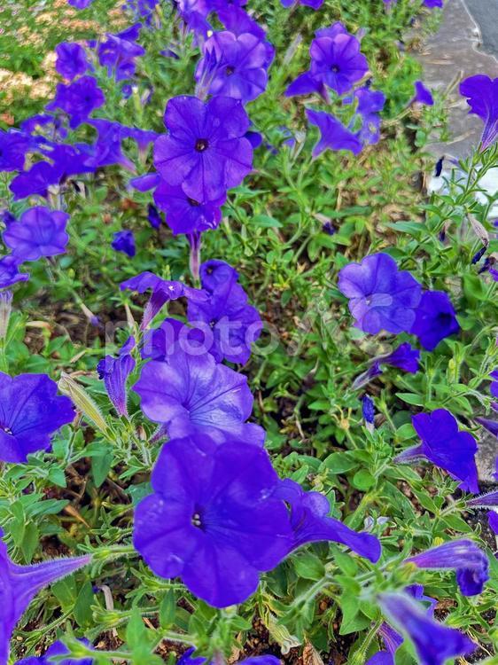 ペチュニア 背景素材,ペチュニア,花の写真素材