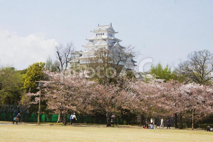 姫路城と桜 姫路城,天守閣,世界遺産の写真素材