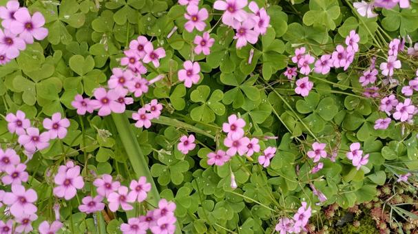 カタバミの花 カタバミの花 カタバミ,花,植物の写真素材