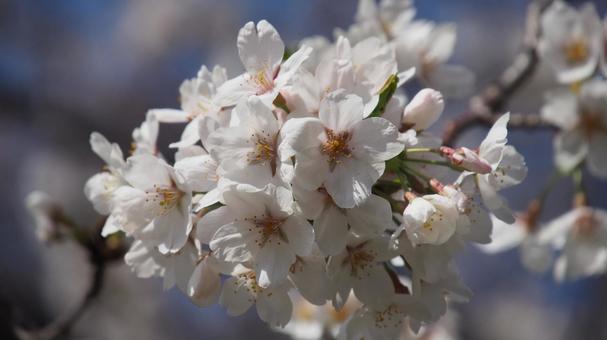 桜 桜の写真