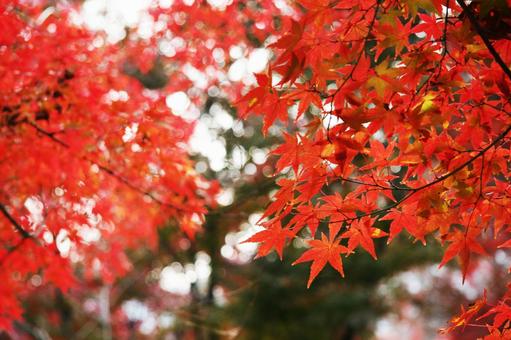 鮮やかな紅葉のクローズアップ 鮮やかな紅葉のクローズアップ 京都,紅葉,嵐山の写真素材