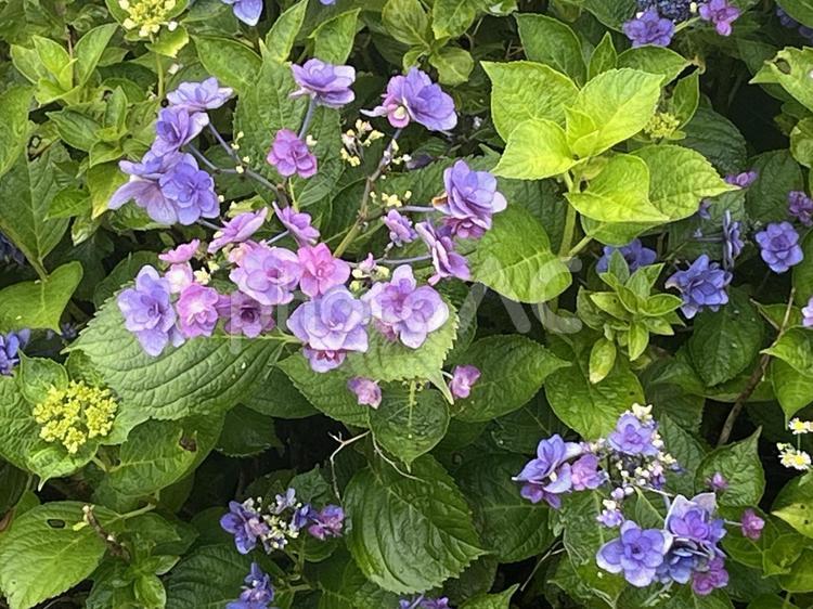 霧の中のゆとりすとパークおおとよ　紫陽花 高知県,大豊町,風と遊ぶの写真素材