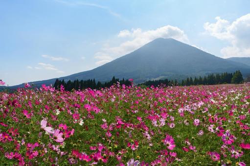 宮崎県小林市の生駒高原のコスモス 宮崎県,小林市,生駒高原の写真素材