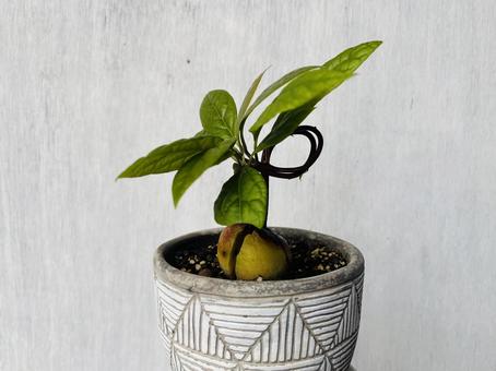 アボカド苗 アボカド,植物,栽培の写真素材