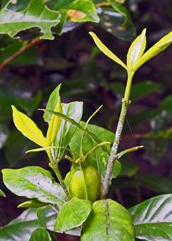 Gardenia fruit starting to ripen, JPG Gardenia fruit starting to ripen, JPG