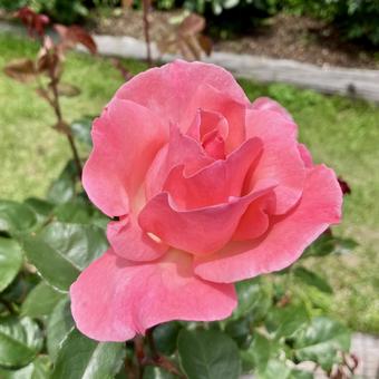 Photo, queen elizabeth, pink, flower, 