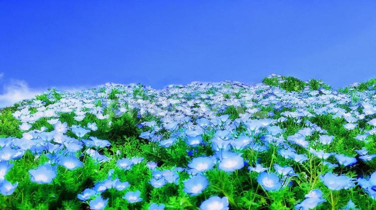 イメージ素材/ネモフィラの丘と青空 ネモフィラ,春,花の写真素材