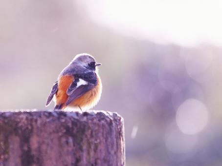 羽を休め遠くを見つめるジョウビタキ 羽を休め遠くを見つめるジョウビタキ 鳥,ジョウビタキ,冬の写真素材