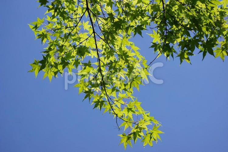 青もみじと５月の空 青もみじ,青モミジ,グリーンの写真素材
