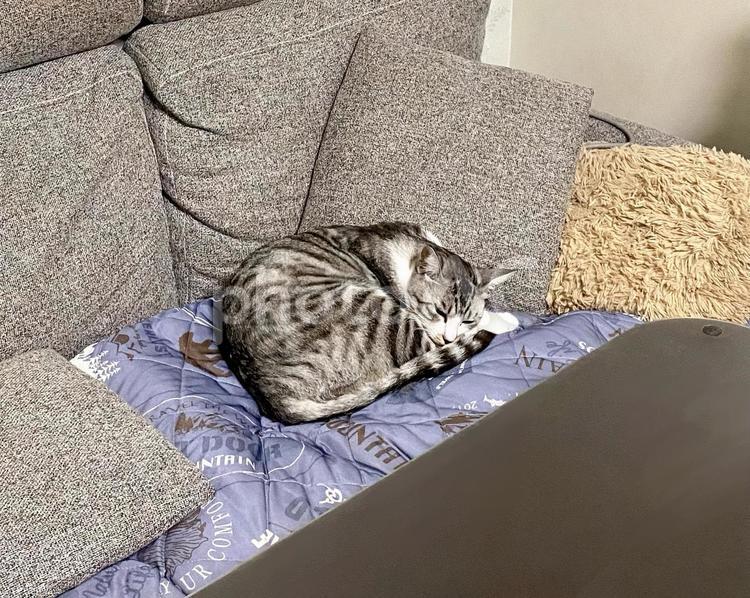 ソファでお眠りになられるサバ白猫様 猫,可愛い,サバシロの写真素材