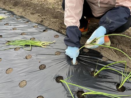 玉ねぎの苗植え 玉ねぎ,苗,植えるの写真素材