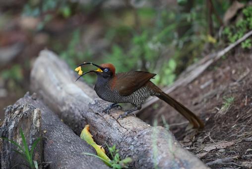 チャイロカマハシフウチョウの写真