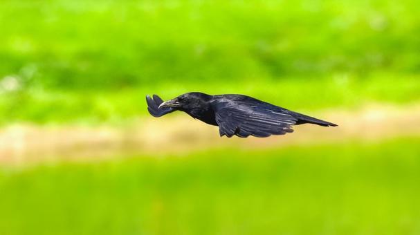 緑の中を飛ぶカラス 緑の中を飛ぶカラスの写真