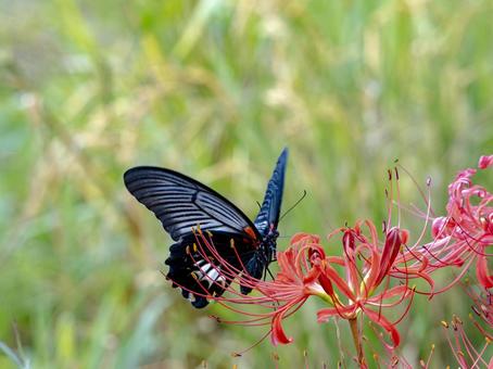 Black swallowtail butterfly on red spider lily, JPG
