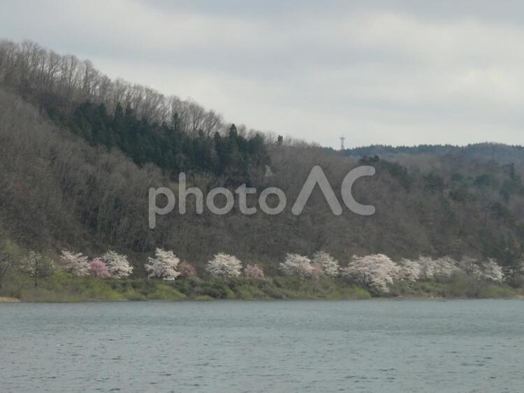 ダム沿いに咲く桜 ダム,川,桜の写真素材