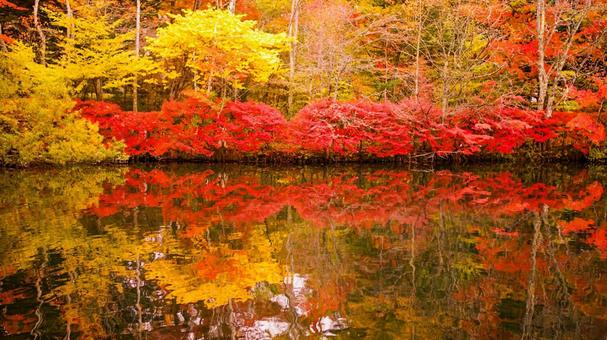 深まる秋の湖面 秋,紅葉,湖面の写真素材