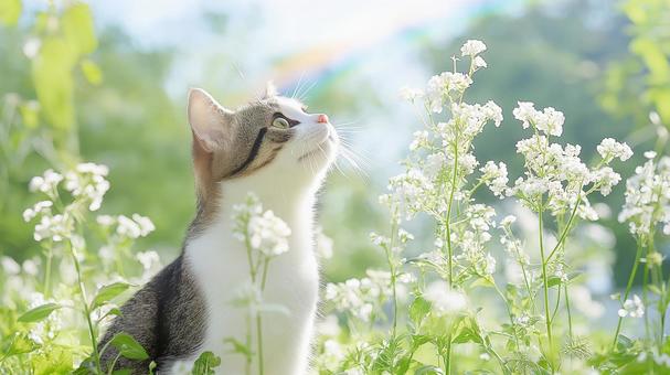 白い花と、虹を渡った猫の思い出2 白い花と、虹を渡った猫の思い出2の写真