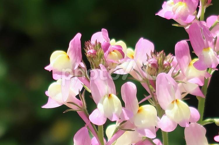 日差しの中で咲くリナリアの花アップで リナリア,ヒメキンギョソウ,ピンクの花アップの写真素材