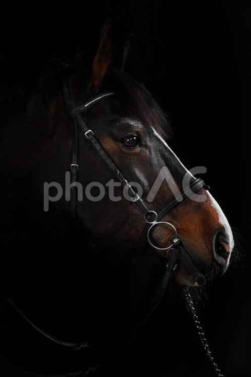 高級感のある背景と茶色の馬 馬,馬の顔,アップの写真素材