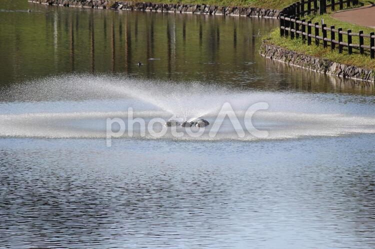 湖の噴水（北九州市中央公園） 湖,噴水,公園の写真素材