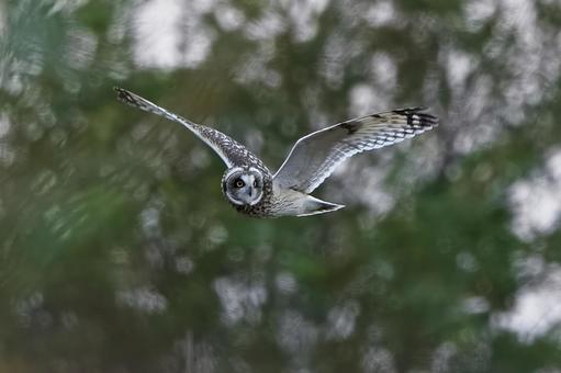 コミミズク コミミズク,フクロウ,ミミズクの写真素材