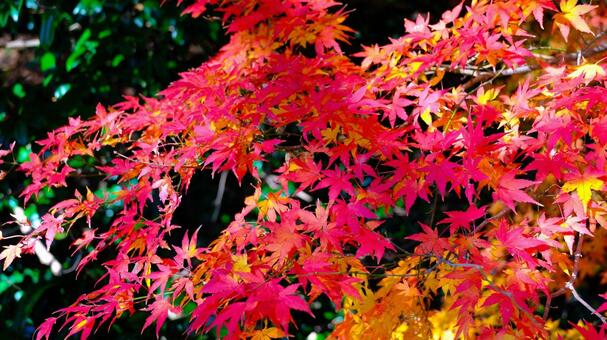 佐倉城址公園の紅葉 紅葉,モミジ,もみじの写真素材