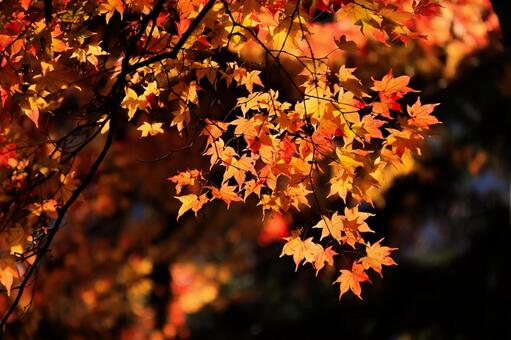 室生寺 室生寺,紅葉,もみじの写真素材