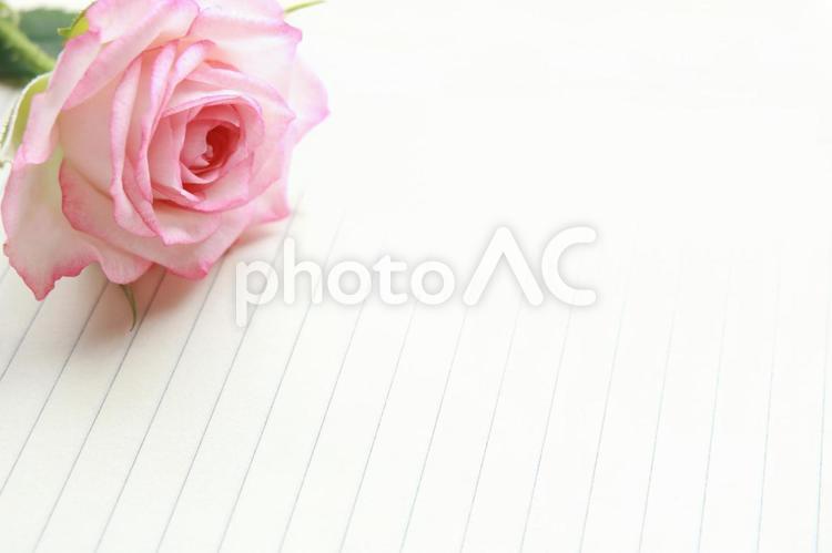 ピンクの薔薇　ばら　バラ　ノート　背景　テクスチャ バラ,薔薇,ばらの写真素材