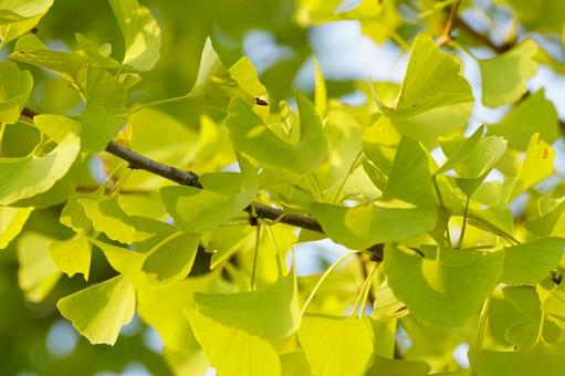 イチョウの葉 イチョウ,葉,黄葉の写真素材
