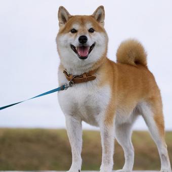 公園で出会った柴犬 公園で出会った柴犬 犬,柴犬,可愛い犬の写真素材