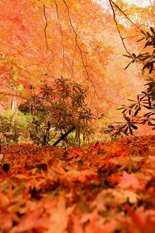 室生寺 室生寺,鎧坂,紅葉の写真素材