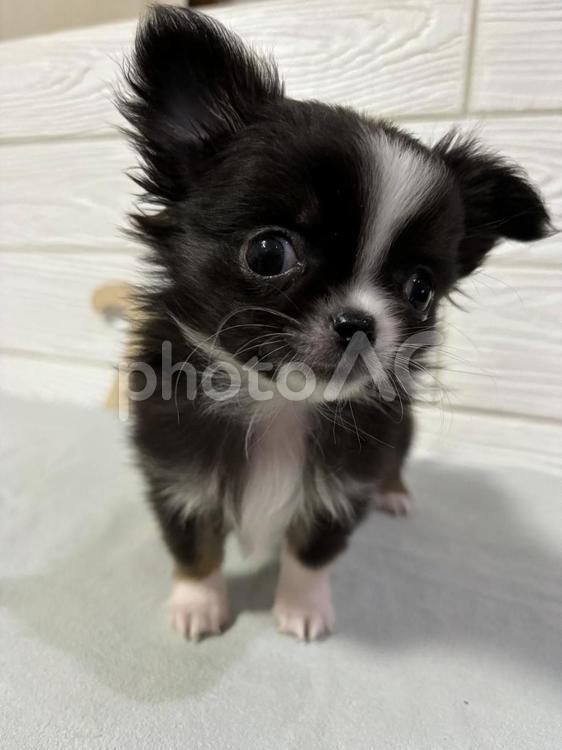 きょうのわんこ チワワ,癒し,かわいいの写真素材