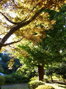 葉の色が移り変わる11月の林道を歩く 木,木々,樹木の写真素材