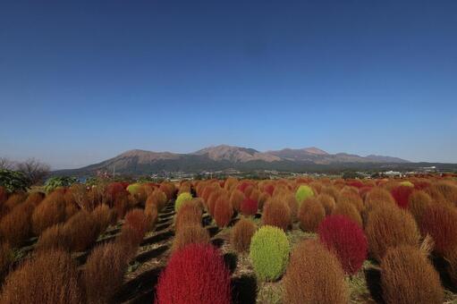 阿蘇山とコキア 阿蘇,南阿蘇,阿蘇山の写真素材