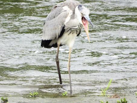 嘴を大きく開くアオサギ 鳥,野鳥,アオサギの写真素材