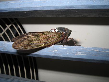 アブラゼミ セミ,アブラゼミ,昆虫の写真素材