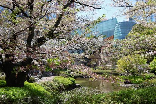 Cherry blossoms at Roppongi Hills Mori Garden in early April, JPG
