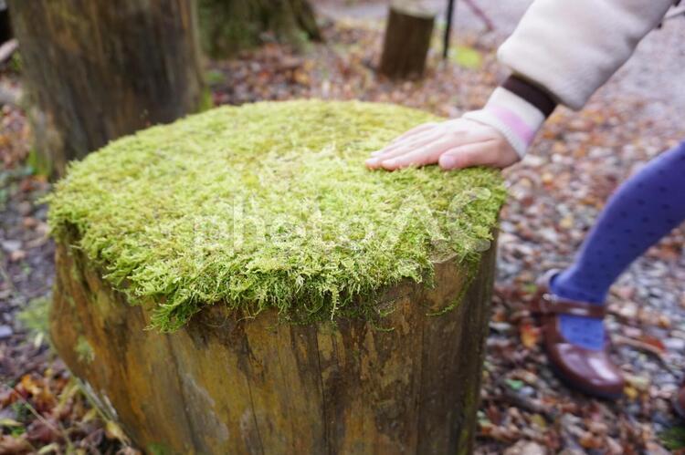 鮮やかな苔の椅子 鮮やか,苔,椅子の写真素材