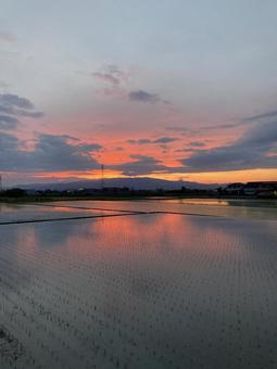 Sunset and reflected rice fields (vertical), JPG Sunset and reflected rice fields (vertical), JPG