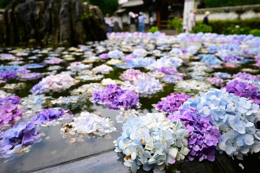 Colorful floating hydrangeas, JPG