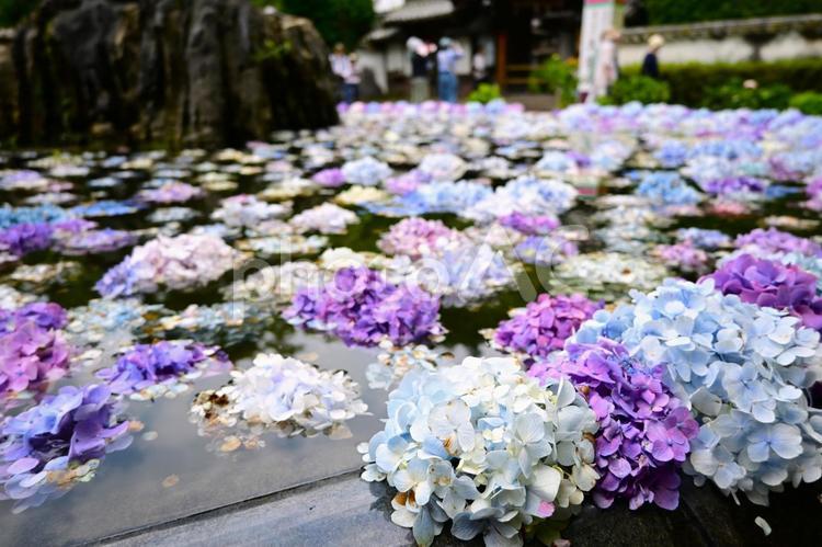 色鮮やかなあじさい浮かべ 紫陽花,あじさい,あじさい浮かべの写真素材