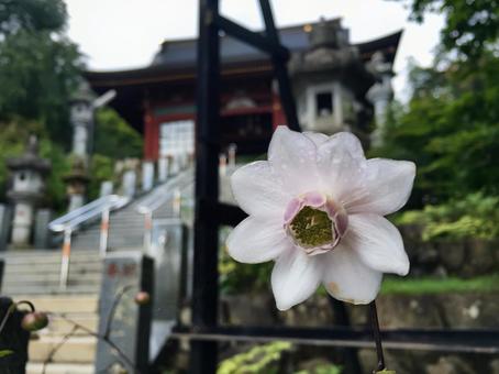 武蔵御嶽神社に咲くレンゲショウマ レンゲショウマ,武蔵御嶽神社,夏の写真素材