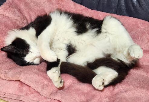 無防備なハチワレ 猫,ヘソ天,仰向けの写真素材